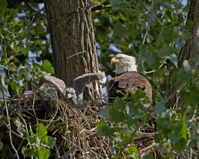 B14D2070teagle-nest-5-17-12