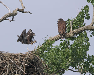 IMG_2617eagle nest-6-7-08 copy